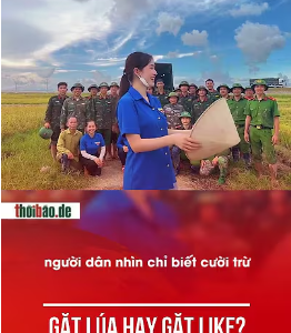 GẶT LÚA HAY GẶT LIKE?