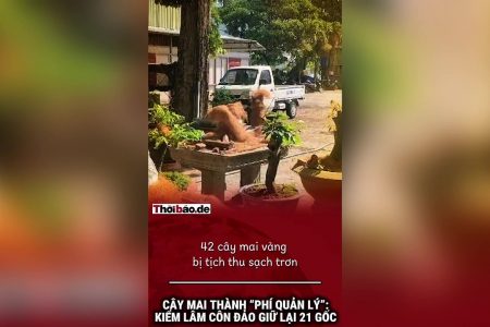 Cây mai thành “phí quản lý”: Kiểm lâm Côn Đảo giữ lại 21 gốc.