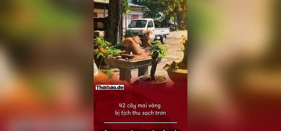 Cây mai thành “phí quản lý”: Kiểm lâm Côn Đảo giữ lại 21 gốc.