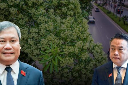 Planung der Anpflanzung von Milchbaum-Bäumen in Hanoi: Städtische Vision oder eine Lektion im Sinne von „erst machen, dann korrigieren“?